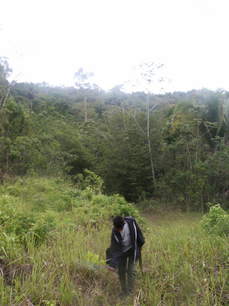 Untouched broadleaf jungle across the 90-acre parcel on Mollejon Road, Cayo District, Belize
